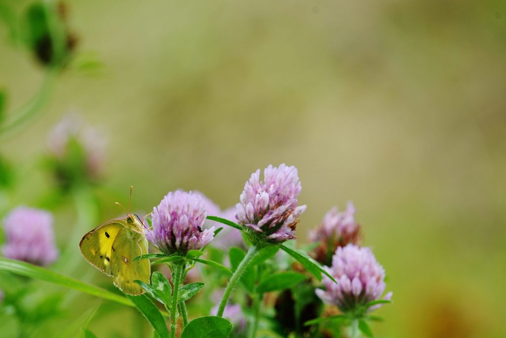 モンキチョウ　 DSC_4816