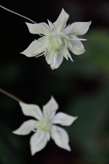クレマチス　　DSC_7784