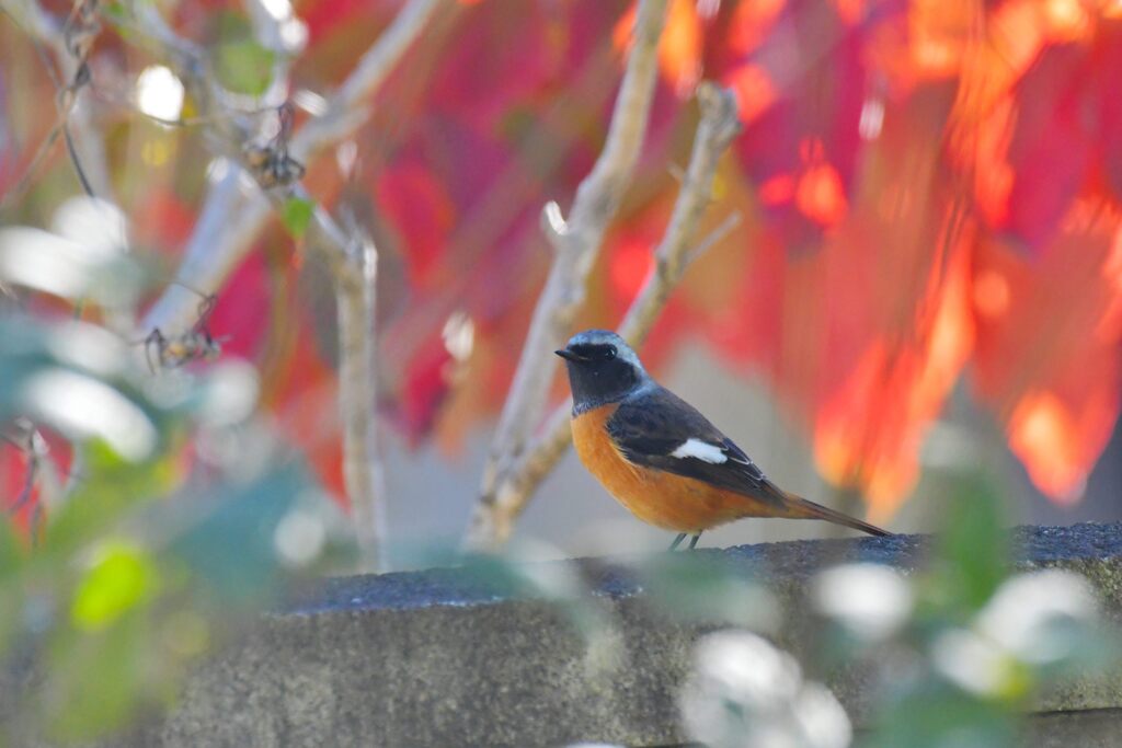 ジョウビタキと紅葉　　DSC_9500