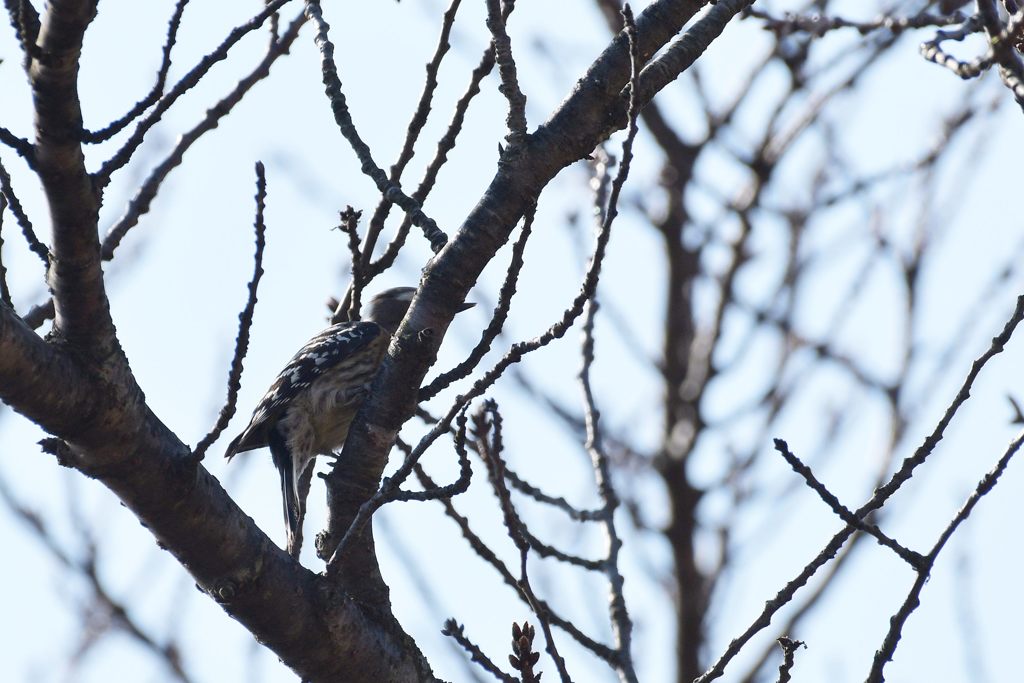 チョコマカ　DSC_2708