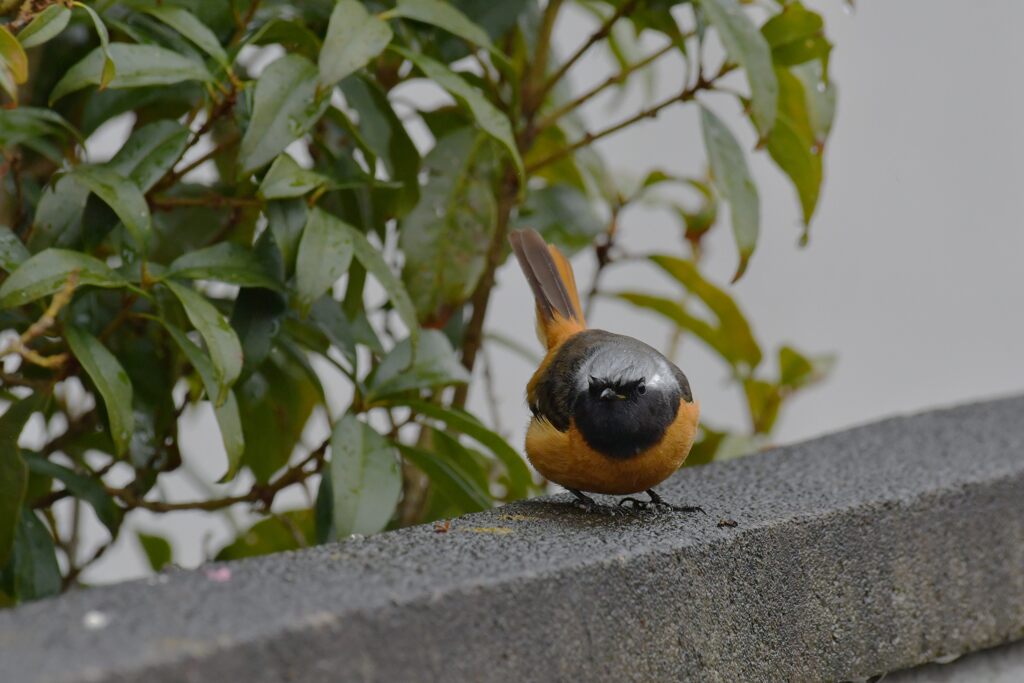 雨の日に　　DSC_5860