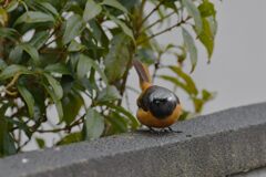 雨の日に　　DSC_5860