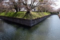 龍岡城五稜郭  残桜１　DSC_1751