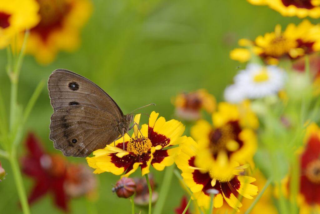 ジャノメチョウ　DSC_0519