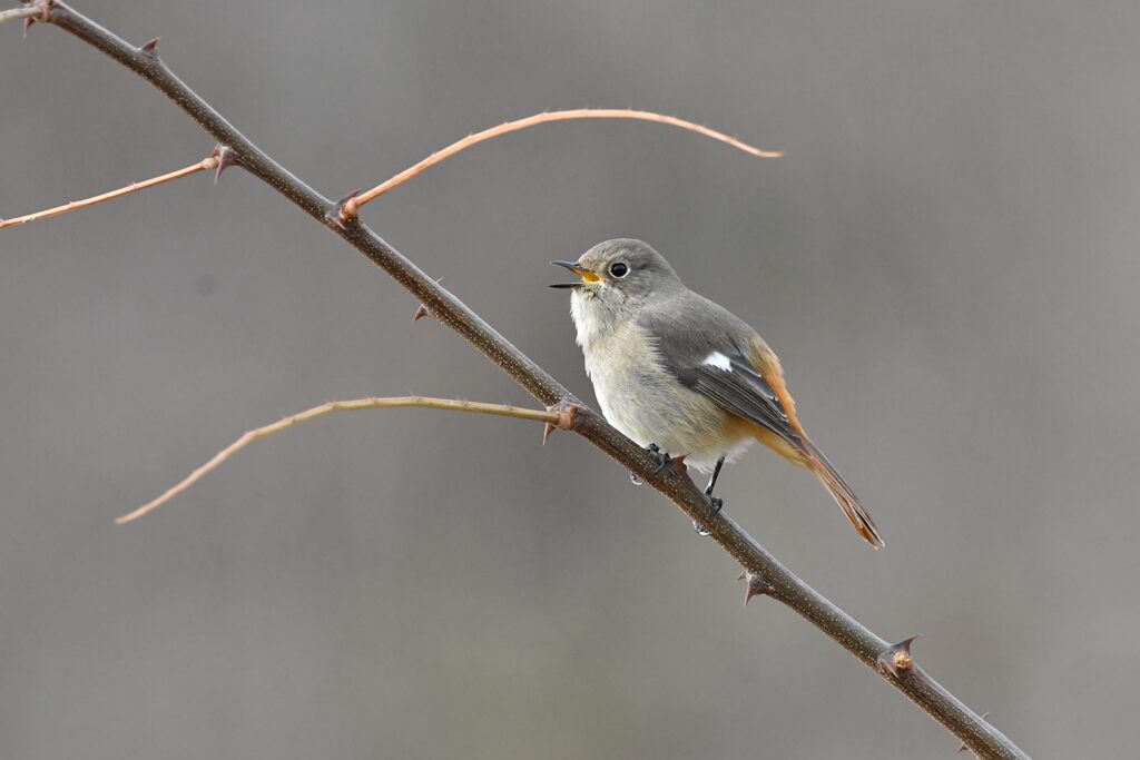 鳴く　　　DSC_6595