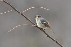 鳴く　　　DSC_6595