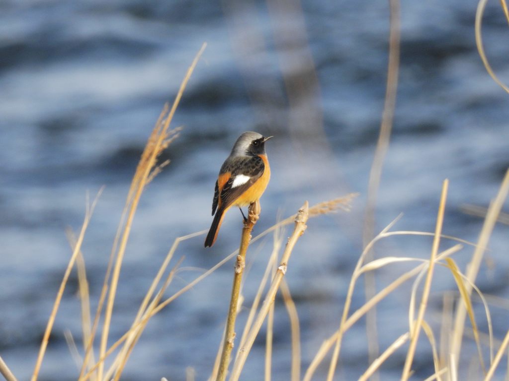 いつもの川原で　DSCN2245