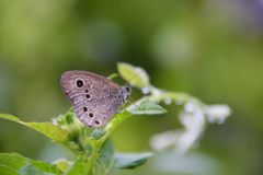 ウラナミジャノメ　DSC_7604