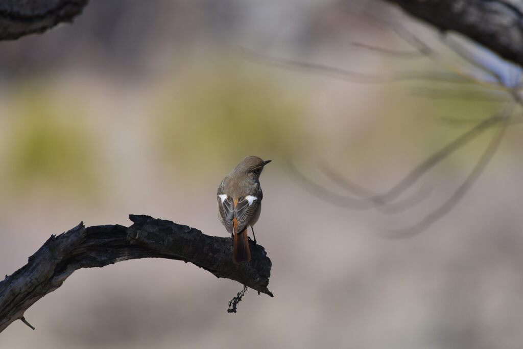 早春の彩　　DSC_8886