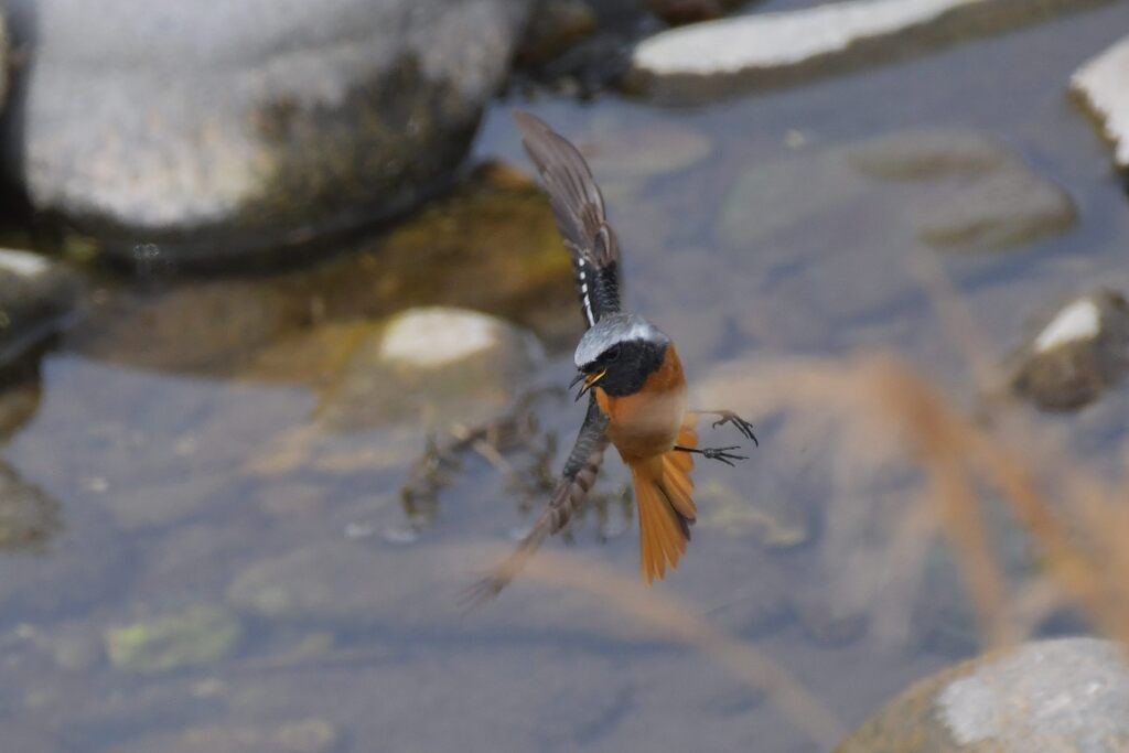 急旋回　　DSC_6646