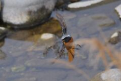 急旋回　　DSC_6646