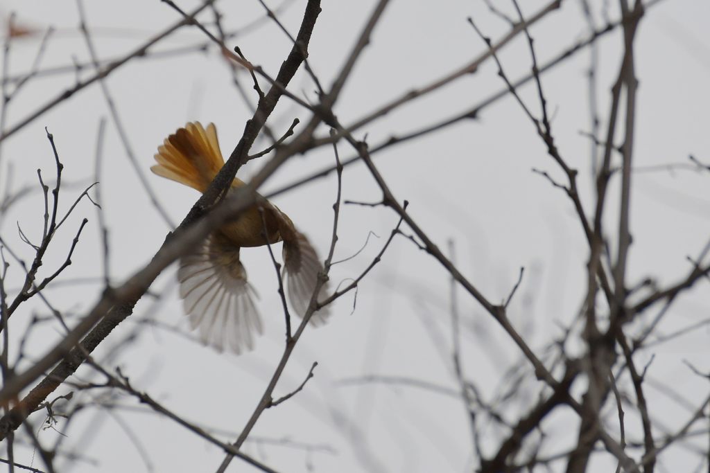 ジョビ子の舞い　DSC_3926