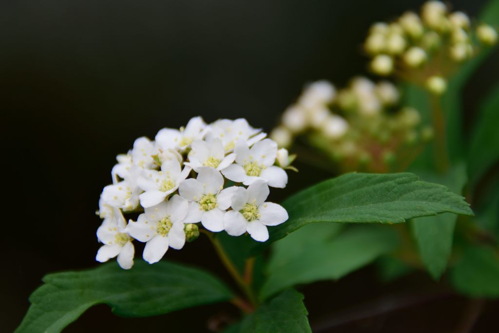 白い花　３　DSC_7340