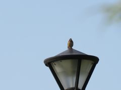 デントウの囀り　IMG_1044