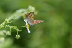 野の花にベニシジミ　DSC_5983