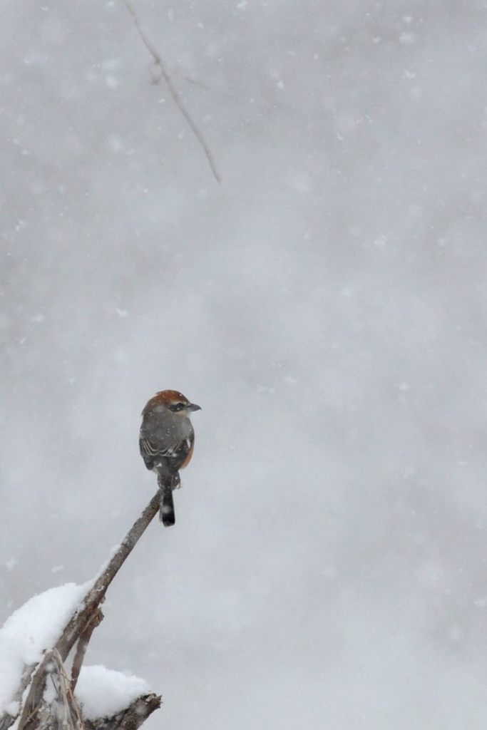 雪　百舌　　 DSC_4227