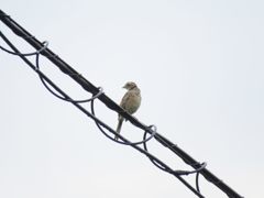ホオジロの若鳥　IMG_2418