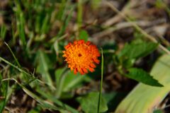 コウリンタンポポ　　DSC_7123