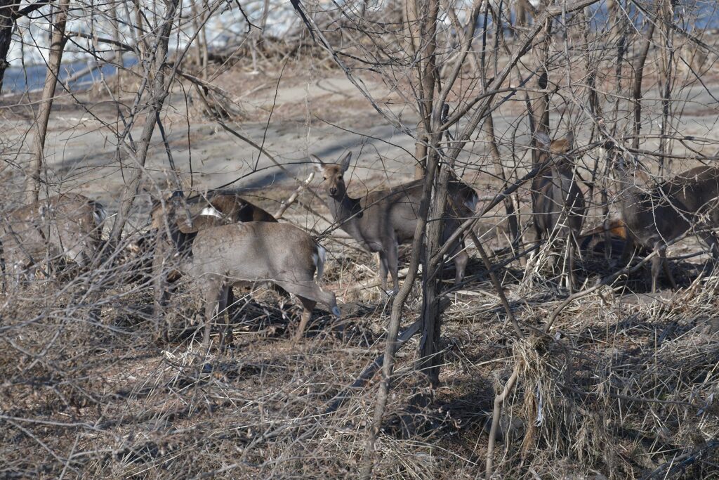 群れ　DSC_6567