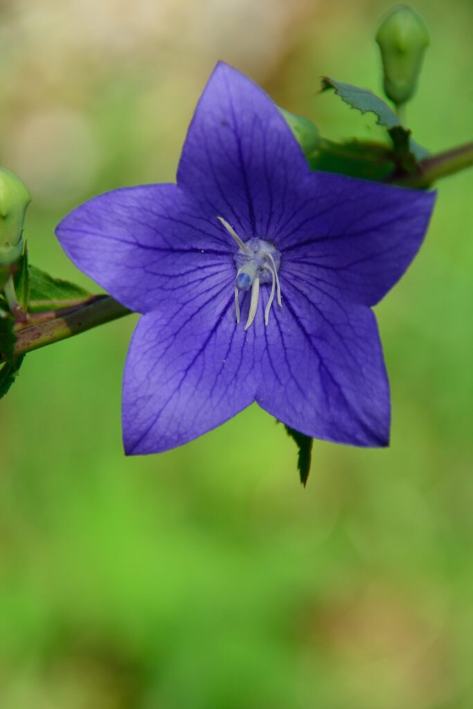 桔梗　　DSC_5939