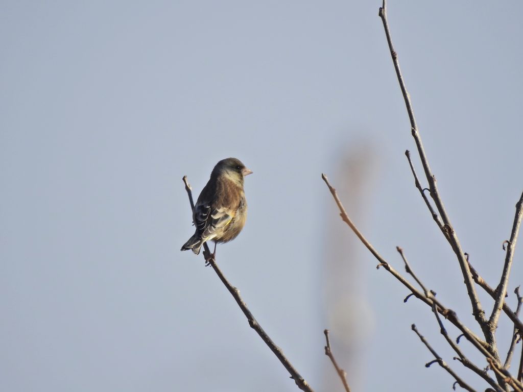 カワラヒワ　DSCN1617