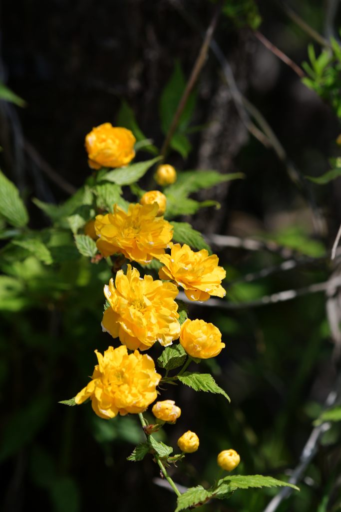 黄色い花　DSC_1917