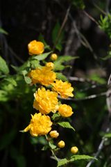 黄色い花　DSC_1917