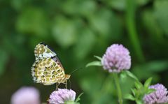 アカツメクサの手招き　　DSC_4682