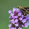 セセリチョウ　　DSC_3236