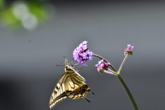 三尺バーベナにキアゲハ　　　DSC_2306