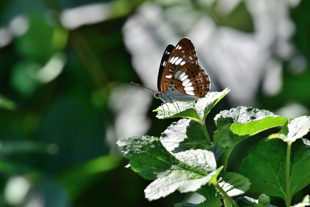 アサマイチモンジ　２　　　DSC_1176
