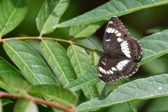 アサマイチモンジ　　　DSC_2387