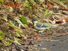 シジュウカラの若鳥　DSCN7711