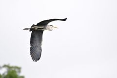 うまく撮れたかい？　DSC_8291