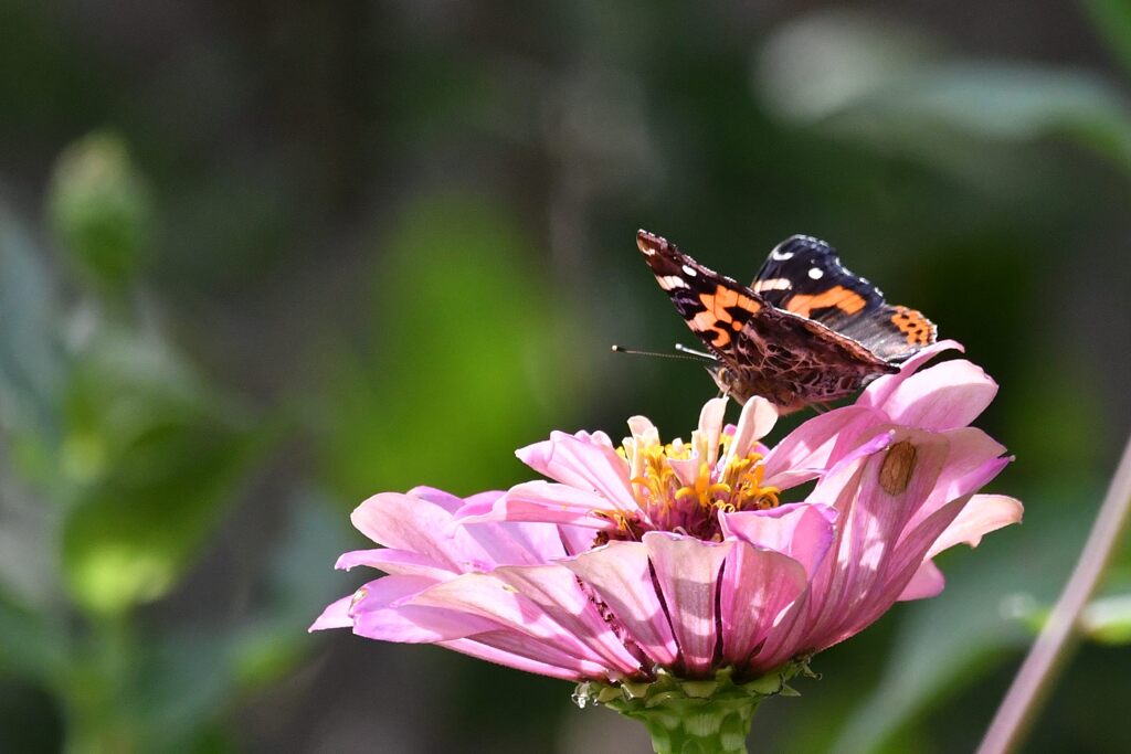 百日草にアカタテハ　２　　DSC_1579