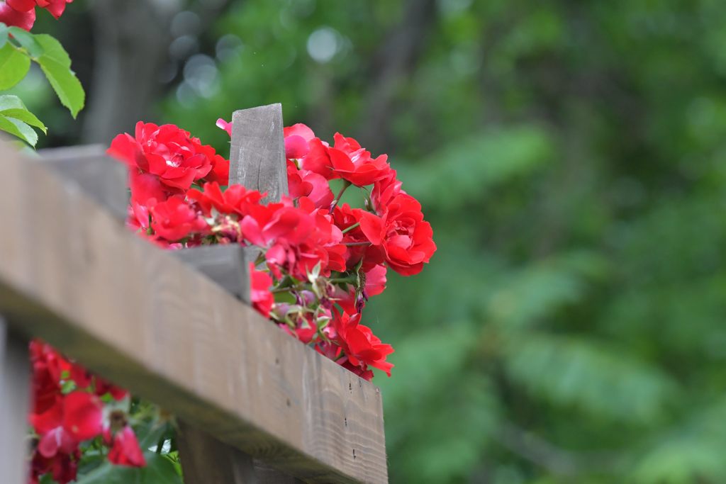 祭りの後　２　DSC_4758