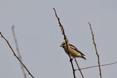 眼光　DSC_7511
