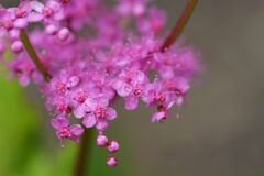 キョウカノコ開花　　DSC_9208
