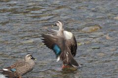 パフォーマンス？　　DSC_2314