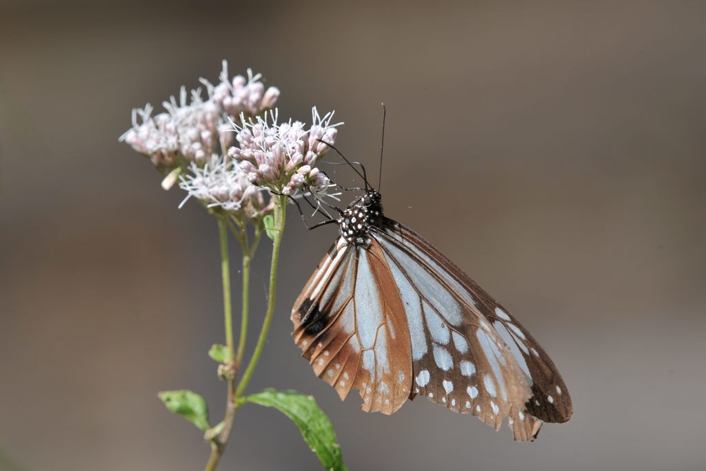 秋陽の中で　 DSC_9225