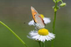 野の花にベニシジミ　1　DSC_5956