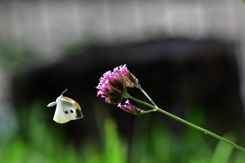 ここに寄ってみようかな　　　DSC_0745