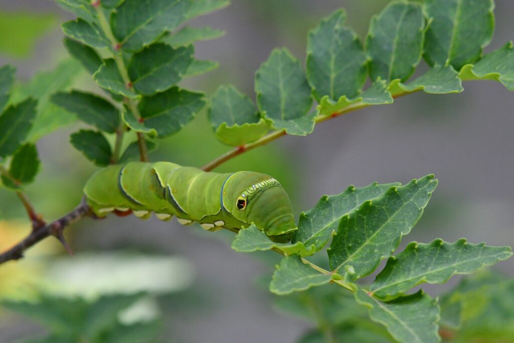 ナミアゲハの幼虫　　DSC_8100