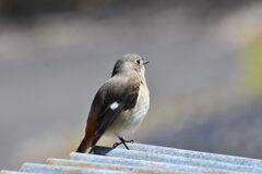 もう直ぐお別れ　２　　　DSC_9697