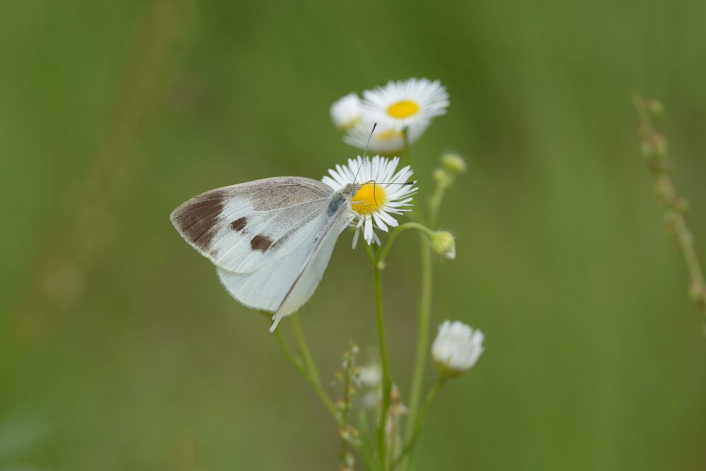 野の花にモンシロチョウ　DSC_6385