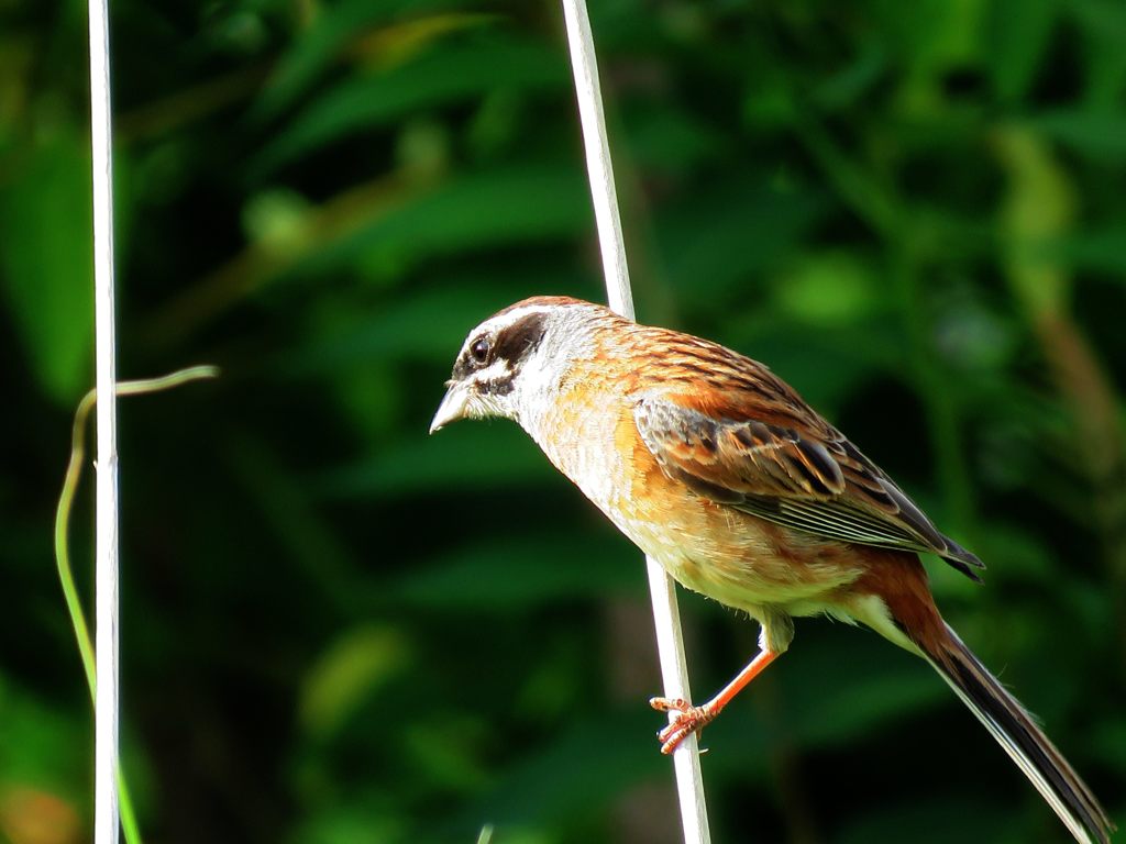 遊びにきたホオジロ　２　　IMG_1612