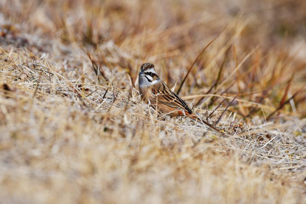 ホオジロ　DSC_6674