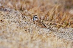 ホオジロ　DSC_6674