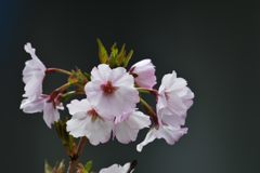 雨上がりの午後　DSC_1848