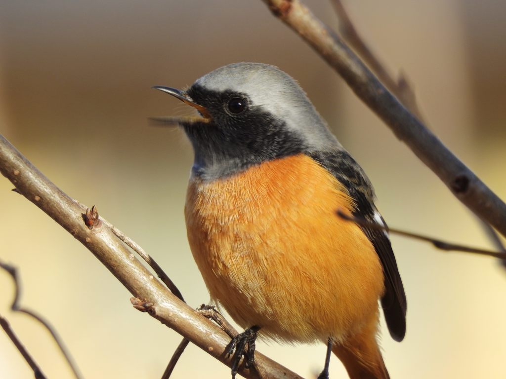 コンニチハ！　　DSCN2001